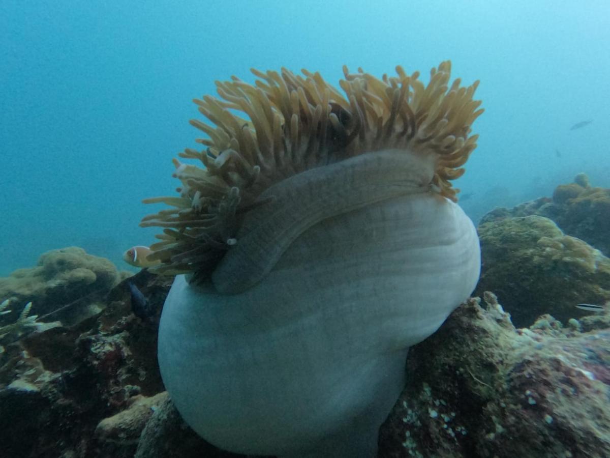 Maratua Dive Center And Lodge Maratua Island Zewnętrze zdjęcie